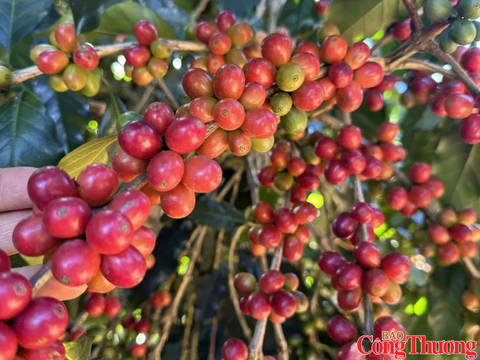 Giá cà phê thế giới tăng, giảm trái chiều