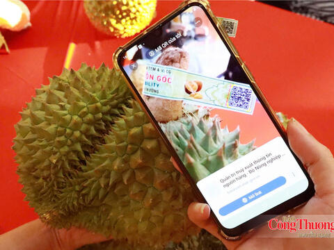 Nghị quyết số 36: Cơ hội chuẩn hóa vùng nguyên liệu sầu riêng