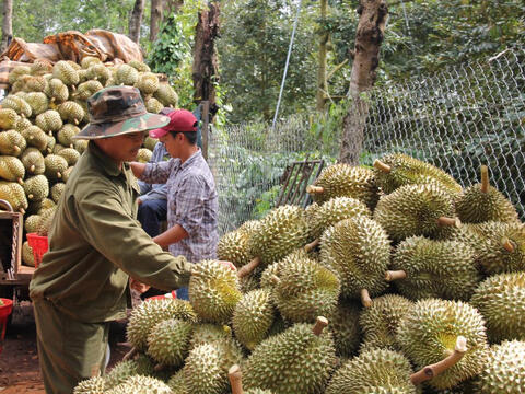 Không cấp phép xuất khẩu sầu riêng từ vùng trồng có cảnh báo nhiễm Cadimi