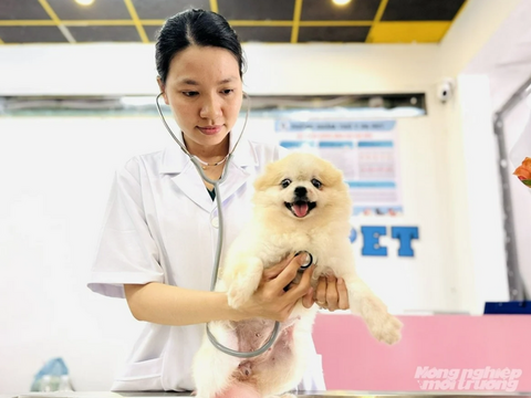 Ngành thú cưng tìm dư địa tăng trưởng từ hệ sinh thái dịch vụ