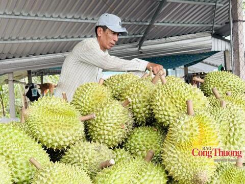 Sầu riêng bước vào cuộc đua về chất lượng