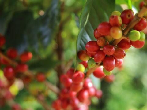 Bản tin nông sản hôm nay (4-9): Giá cà phê giảm