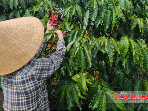 Giá cà phê hôm nay 7/9/2026: Cao nhất 94.700 đồng/kg