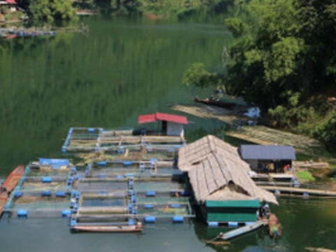 Gieo sinh kế trên lòng hồ thuỷ điện