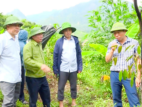 Sơn La: Giảm nghèo bền vững từ cây ăn quả