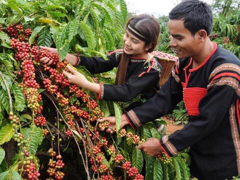 Bản tin nông sản hôm nay (25-9): Giá cà phê bật tăng, hồ tiêu đi ngang