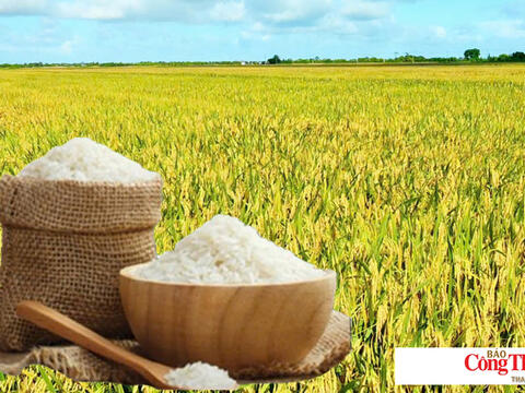 Giá lúa gạo hôm nay ngày 29/9/2026: Gạo xuất khẩu giảm nhẹ