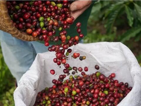 Bản tin nông sản hôm nay (6-10): Giá cà phê trong nước tương đối ổn định