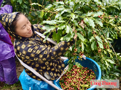 Mường Ảng: Nâng cao giá trị cà phê, tạo sinh kế bền vững cho người dân