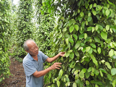 Tiềm năng hồ tiêu trên đất đỏ bazan, rau liệt bên giếng cổ nghìn năm ở Quảng Trị