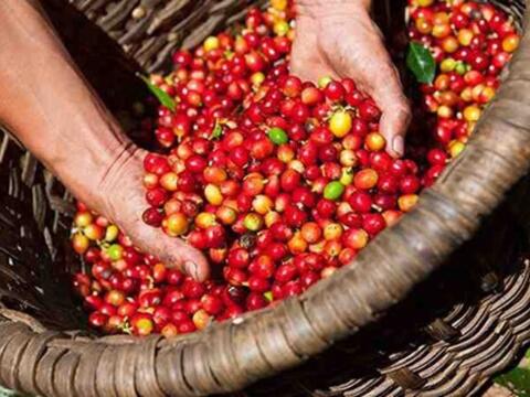 Bản tin nông sản hôm nay (21-10): Giá cà phê tăng nhẹ trên hai sàn quốc tế