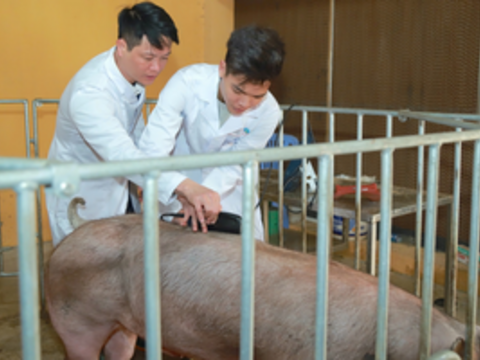 Chuyển đổi chăn nuôi bền vững không chỉ tăng năng suất