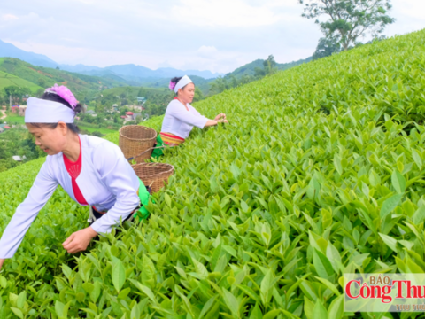 Phú Thọ: Phát huy lợi thế vùng chè, nâng tầm sản phẩm OCOP