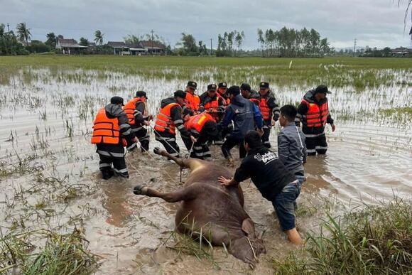 Sẵn sàng vật tư xử lý môi trường chăn nuôi cho các địa bàn bị mưa lũ