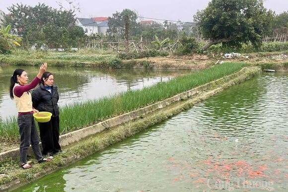 Phú Thọ: Làng nuôi cá chép đỏ tất bật vào vụ Tết ông Công ông Táo