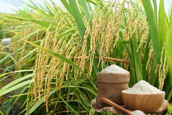 Giá lúa gạo hôm nay ngày 10/2/2026: Mua bán cầm chừng, giá ổn định