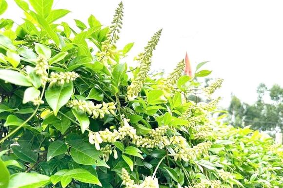 Xây dựng niềm tin 3 nhà nhìn từ cây sâm Nam Núi Dành