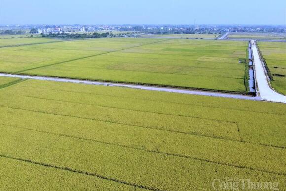 Xuất khẩu gạo chịu sức ép trong ngắn hạn