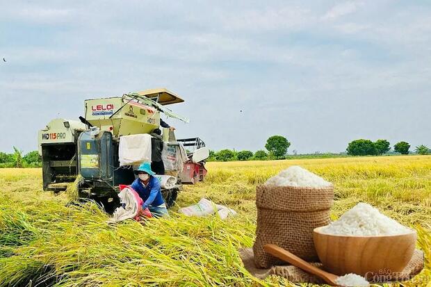 Giá lúa gạo hôm nay ngày 21/3: Lúa tươi tiếp đà tăng