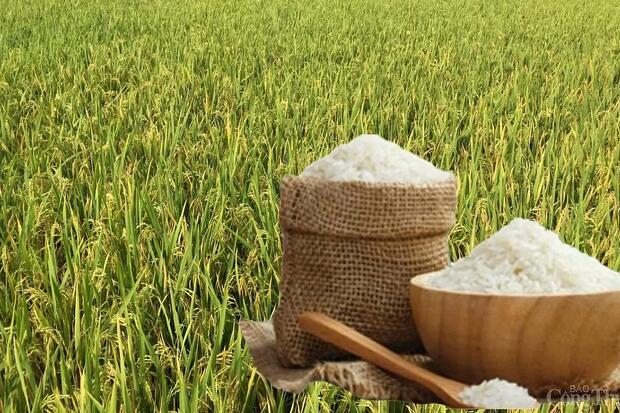 Giá lúa gạo hôm nay ngày 9/6: Gạo ổn định, lúa chững giá