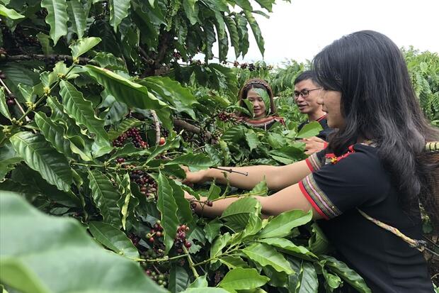 Xuất khẩu cà phê, hồ tiêu: Tăng tốc nhờ xuất xứ hàng hóa và chất lượng