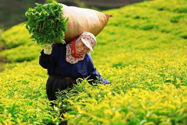 Bộ Công Thương nỗ lực, giải phóng thành công gần 500 container chè kẹt tại Pakistan