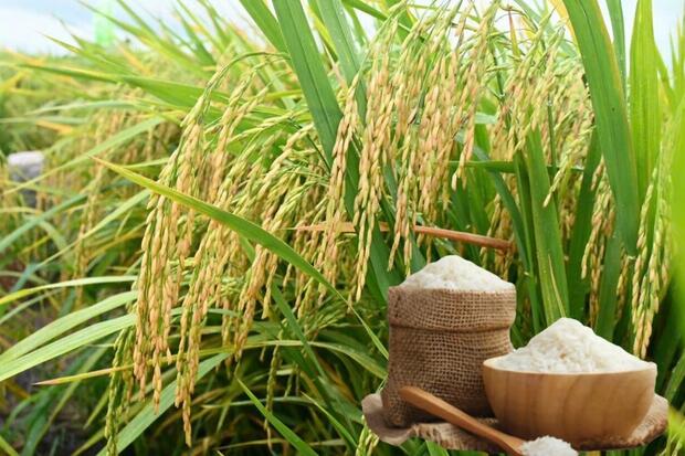 Giá lúa gạo hôm nay ngày 10/2/2026: Mua bán cầm chừng, giá ổn định