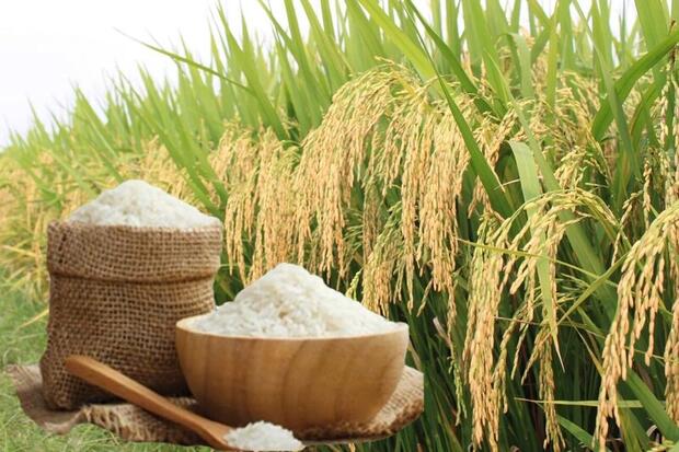 Giá lúa gạo hôm nay ngày 23/2/2026: Gạo xuất khẩu biến động nhẹ