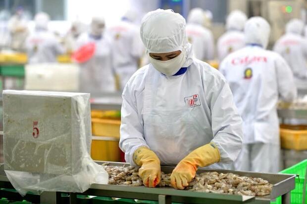 EU số hóa chứng nhận khai thác: Doanh nghiệp thủy sản cần lưu ý gì?