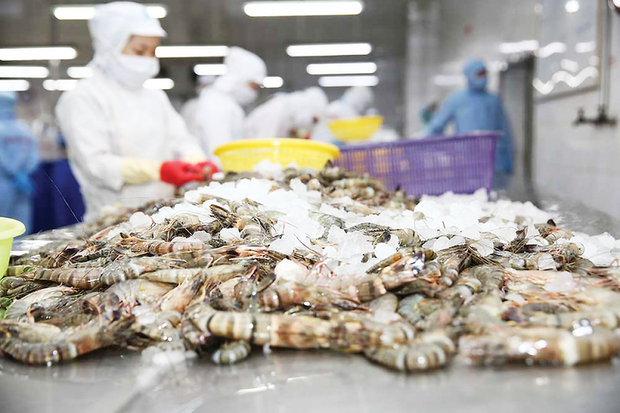 Tín hiệu tích cực từ thị trường, xuất khẩu tôm tăng tốc đầu năm 2026