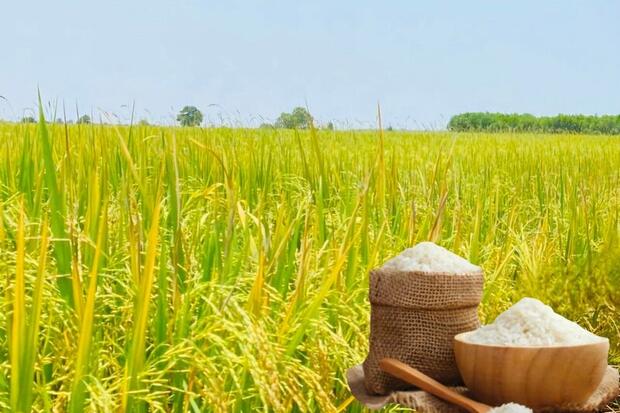 Giá lúa gạo hôm nay ngày 27/2/2026: Gạo Đài Thơm 8 tăng nhẹ