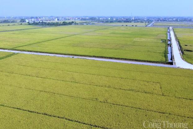 Xuất khẩu gạo chịu sức ép trong ngắn hạn