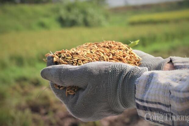 Gạo giảm phát thải mở đường nâng tầm xuất khẩu gạo Việt