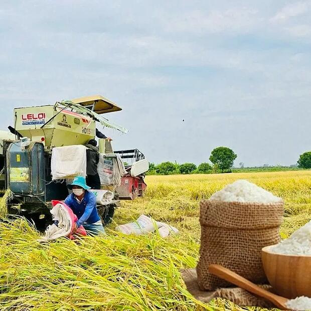 Giá lúa gạo hôm nay ngày 21/3: Lúa tươi tiếp đà tăng