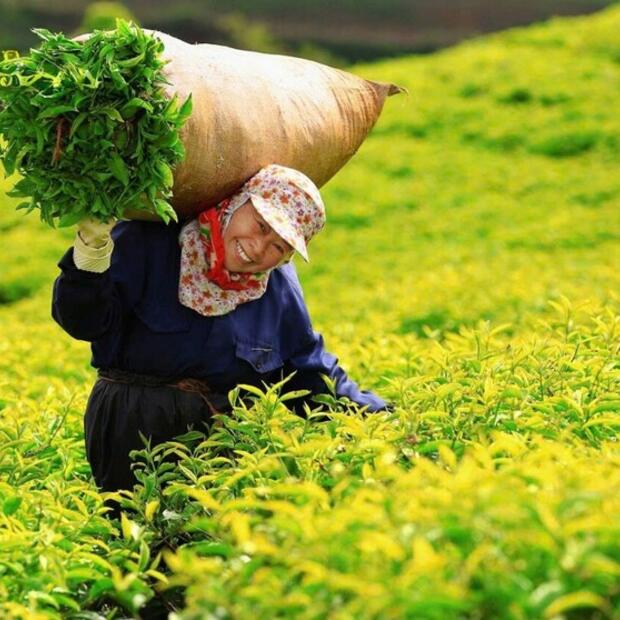 Bộ Công Thương nỗ lực, giải phóng thành công gần 500 container chè kẹt tại Pakistan