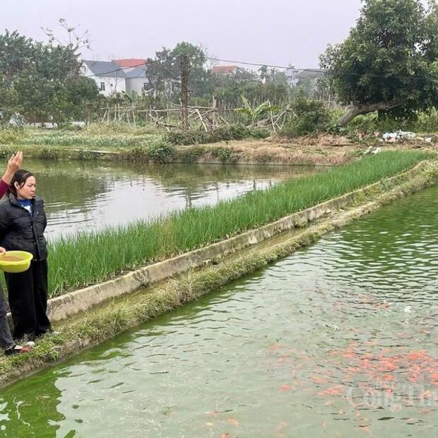 Phú Thọ: Làng nuôi cá chép đỏ tất bật vào vụ Tết ông Công ông Táo