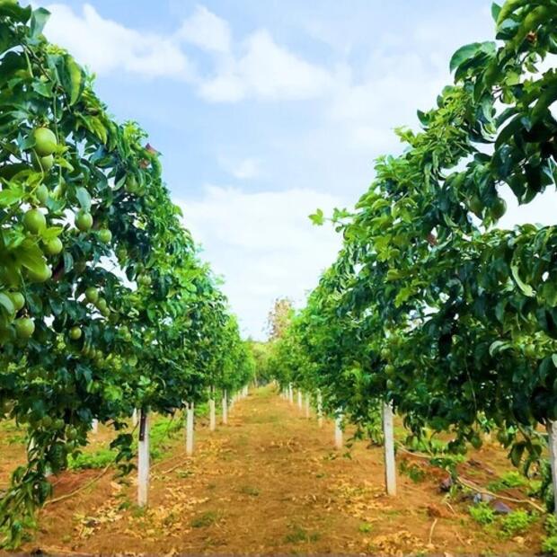 Xuất khẩu rau quả sang EU lập kỷ lục mới