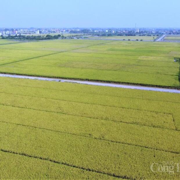 Xuất khẩu gạo chịu sức ép trong ngắn hạn