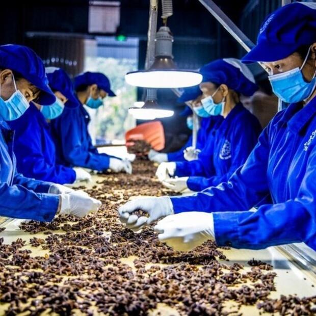 Đặc sản dược liệu Việt Nam sẵn sàng chinh phục thị trường quốc tế