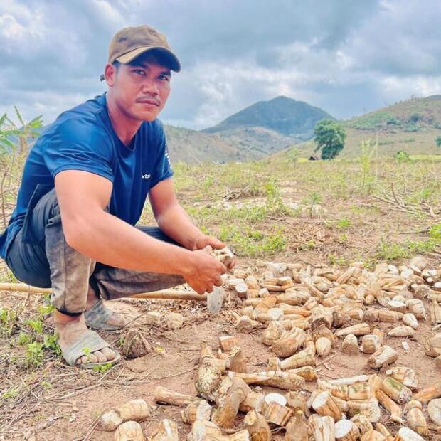 Gia Lai: Mì phơi đồi, sinh kế mùa khô của đồng bào Jrai, Bahnar