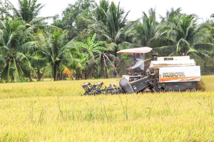 Phát triển vùng chuyên canh lúa chất lượng cao, phát thải thấp
