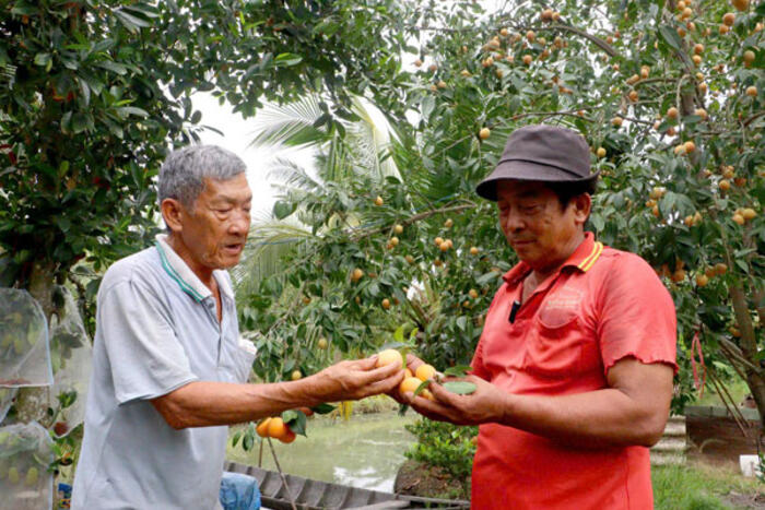 Phát triển hợp tác xã gắn liên kết sản xuất- tiêu thụ ở phường Đông Thành