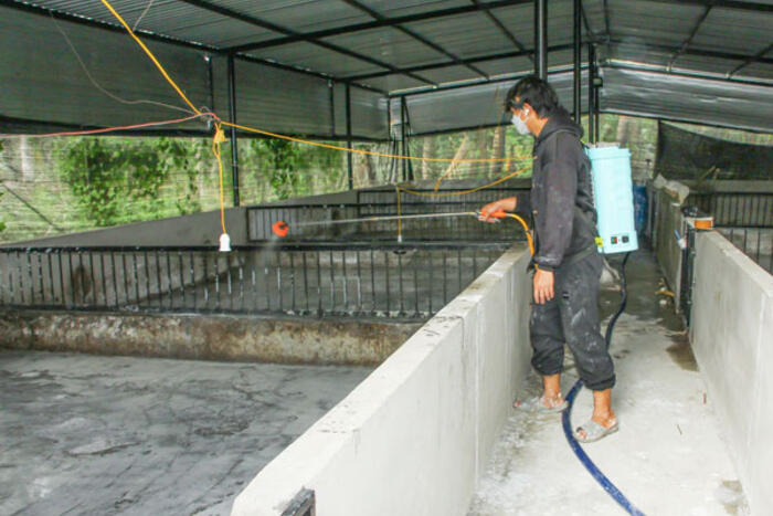 Tăng cường phòng, chống dịch bệnh, hướng tới chăn nuôi an toàn