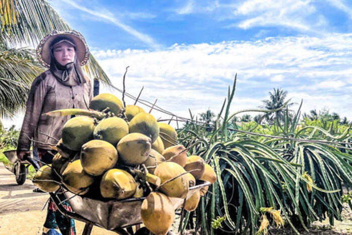 Dừa xiêm tăng giá