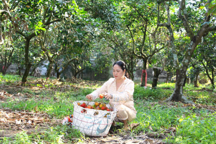 Nâng hiệu quả quản lý mã số vùng trồng