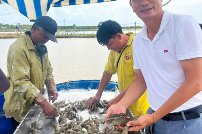 Ngành nuôi tôm hướng đến phát triển bền vững