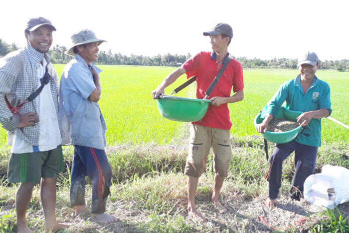 Sử dụng phân bón hợp lý, giảm chi phí sản xuất lúa