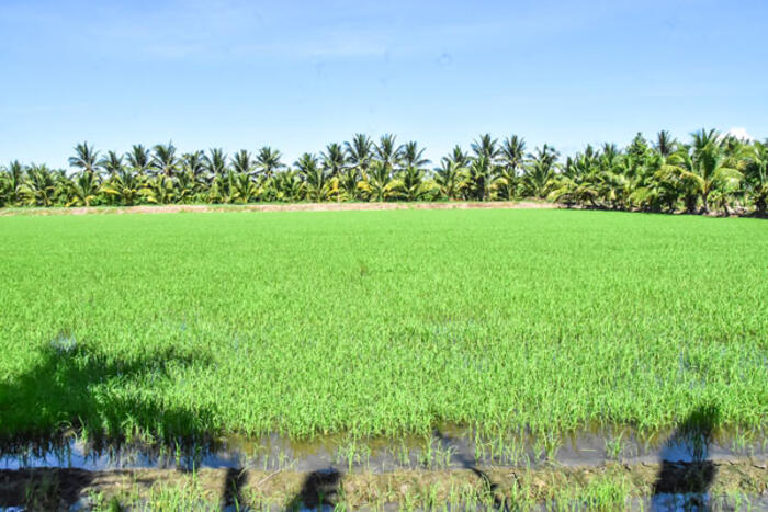 Kỳ vọng tạo động lực mới phát triển ngành hàng dừa