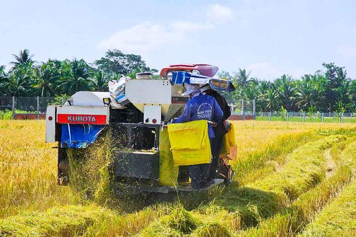 Đồng bộ giải pháp nâng cao chất lượng trồng trọt