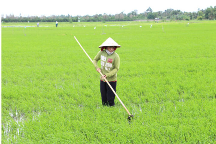 Phòng trừ sâu bệnh trên lúa Đông Xuân